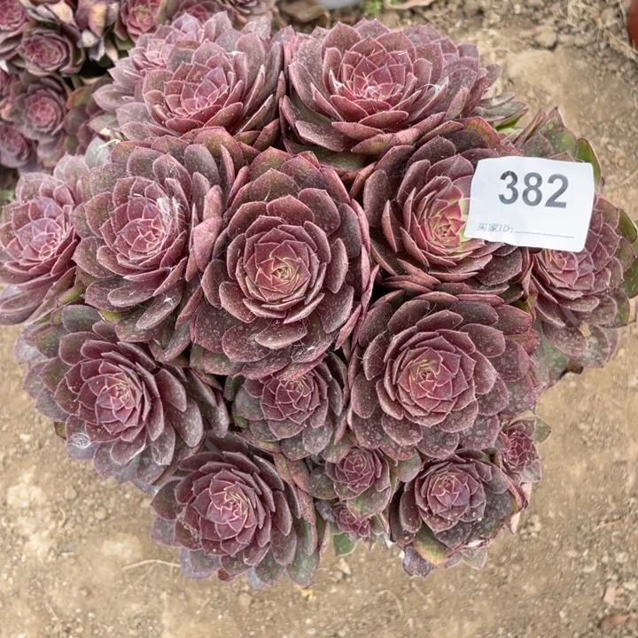 王***姐382多肉植物红魔植物