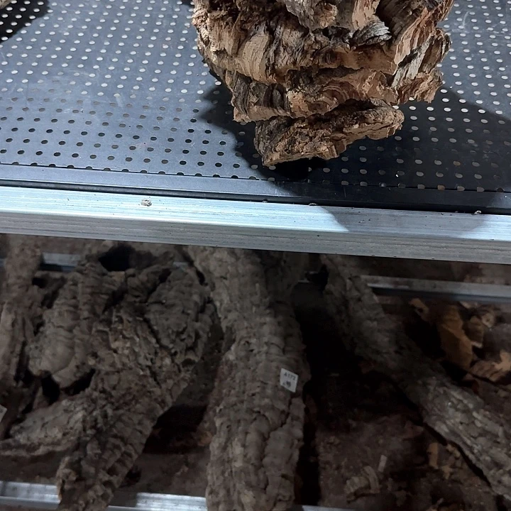 見***椿完全开放一物一拍一物一发