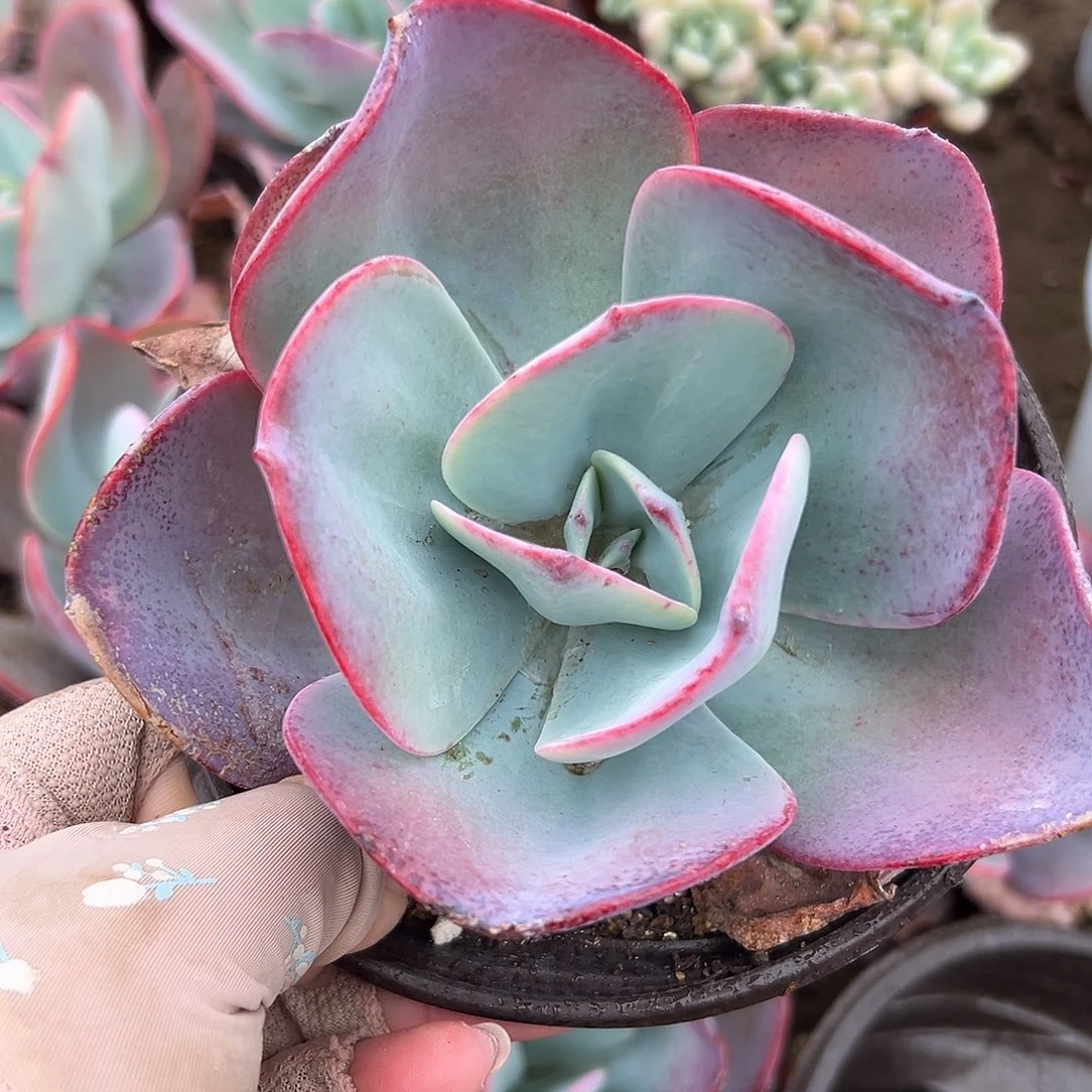 多肉植物布鲁克林蓝