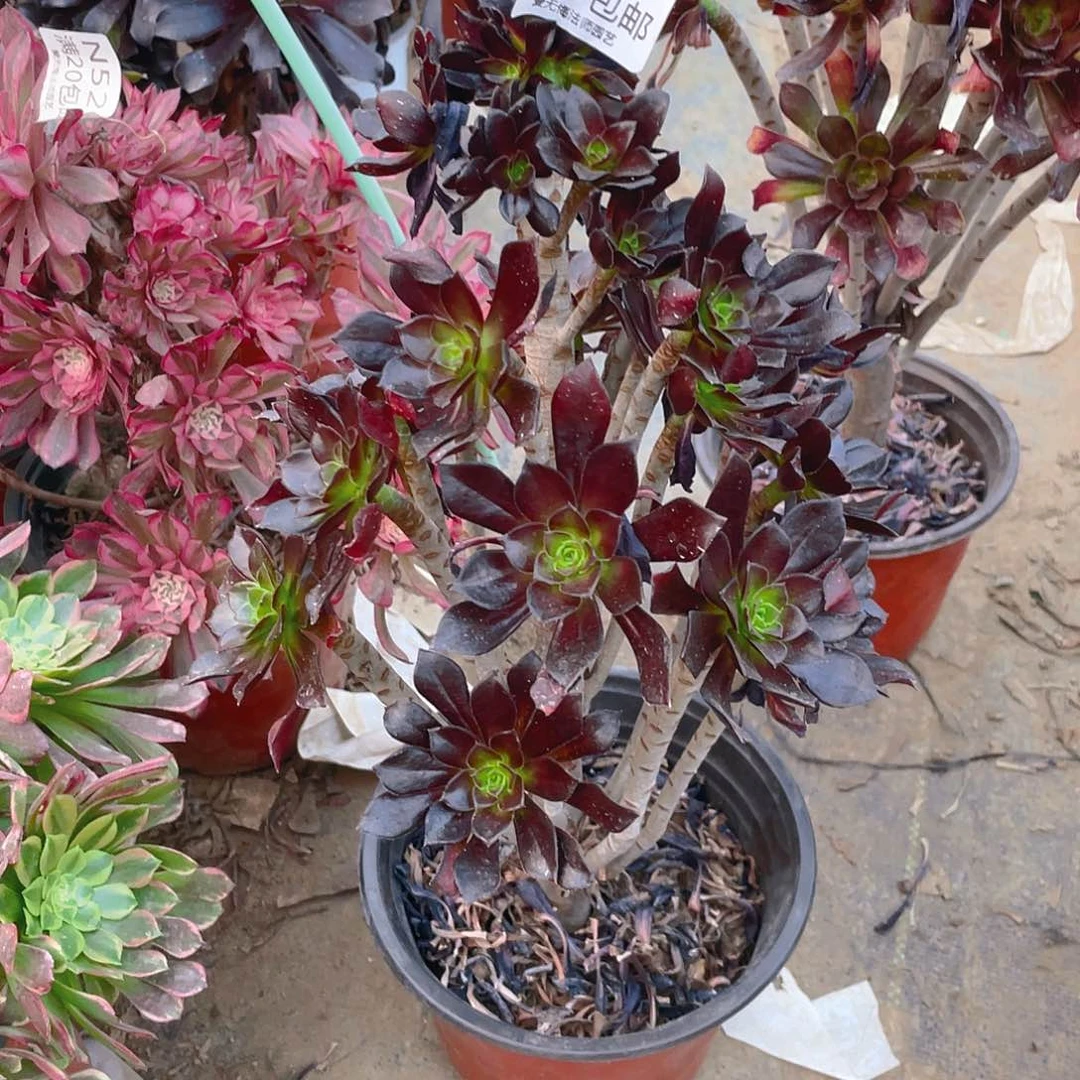 28黑法师多肉小损不包