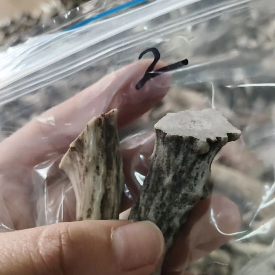 好***一鹿角鹿角鹿角鹿角鹿角鹿角