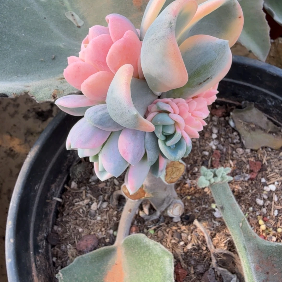 美尻锦底座，多肉锦