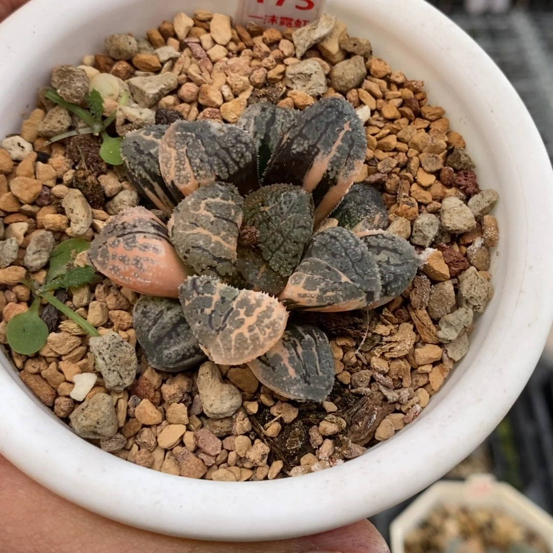 173摩多寿锦一物一图