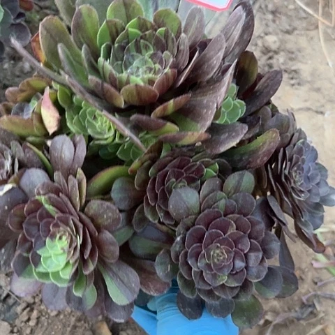 多肉植物花月夜23