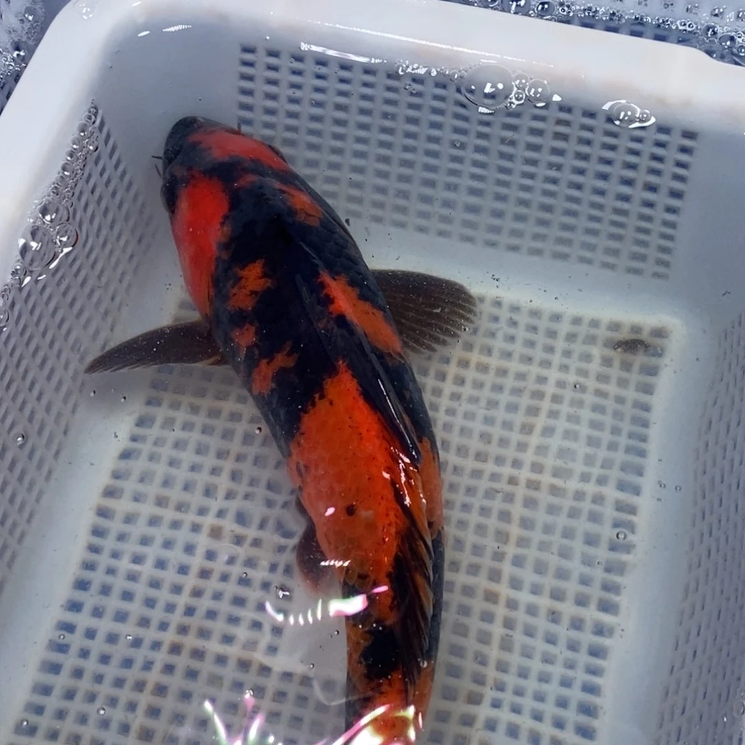 锦鲤锦鲤 开衩掉麟充血属于正常情况介意别拍无开箱视频不售后