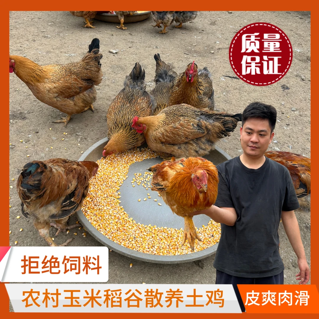 阳山深山放养【大扇鸡】阉鸡大公鸡280天以上  当天现宰现发