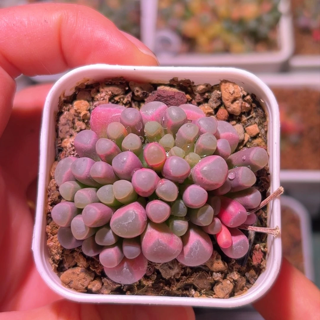 219号五十铃玉锦多肉植物锦一物一拍带盆土