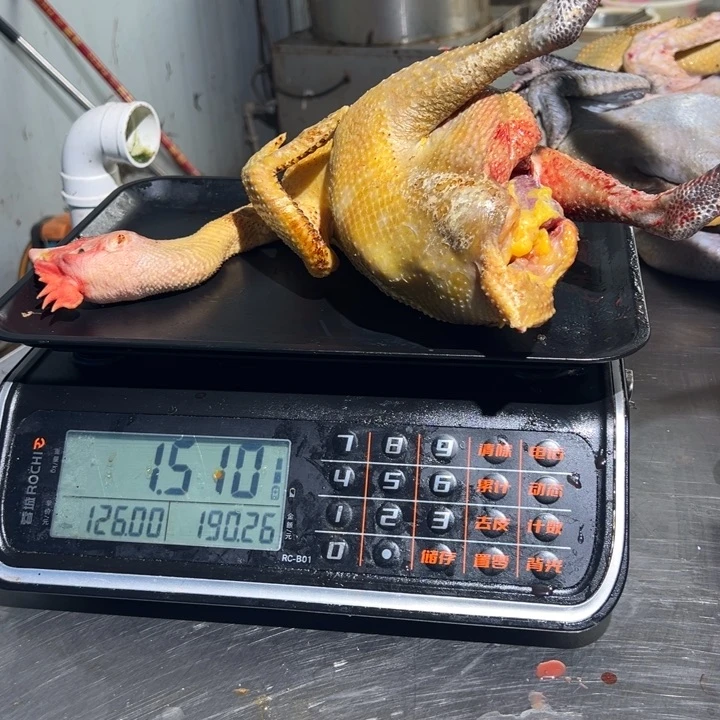 一号母鸡食用农产品中国大陆西****园