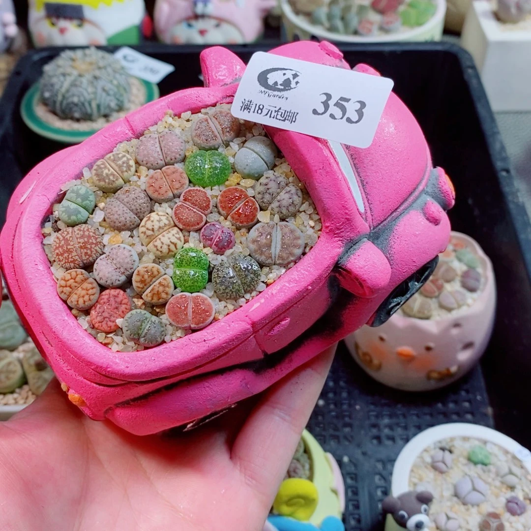 生石花花花花花花花353