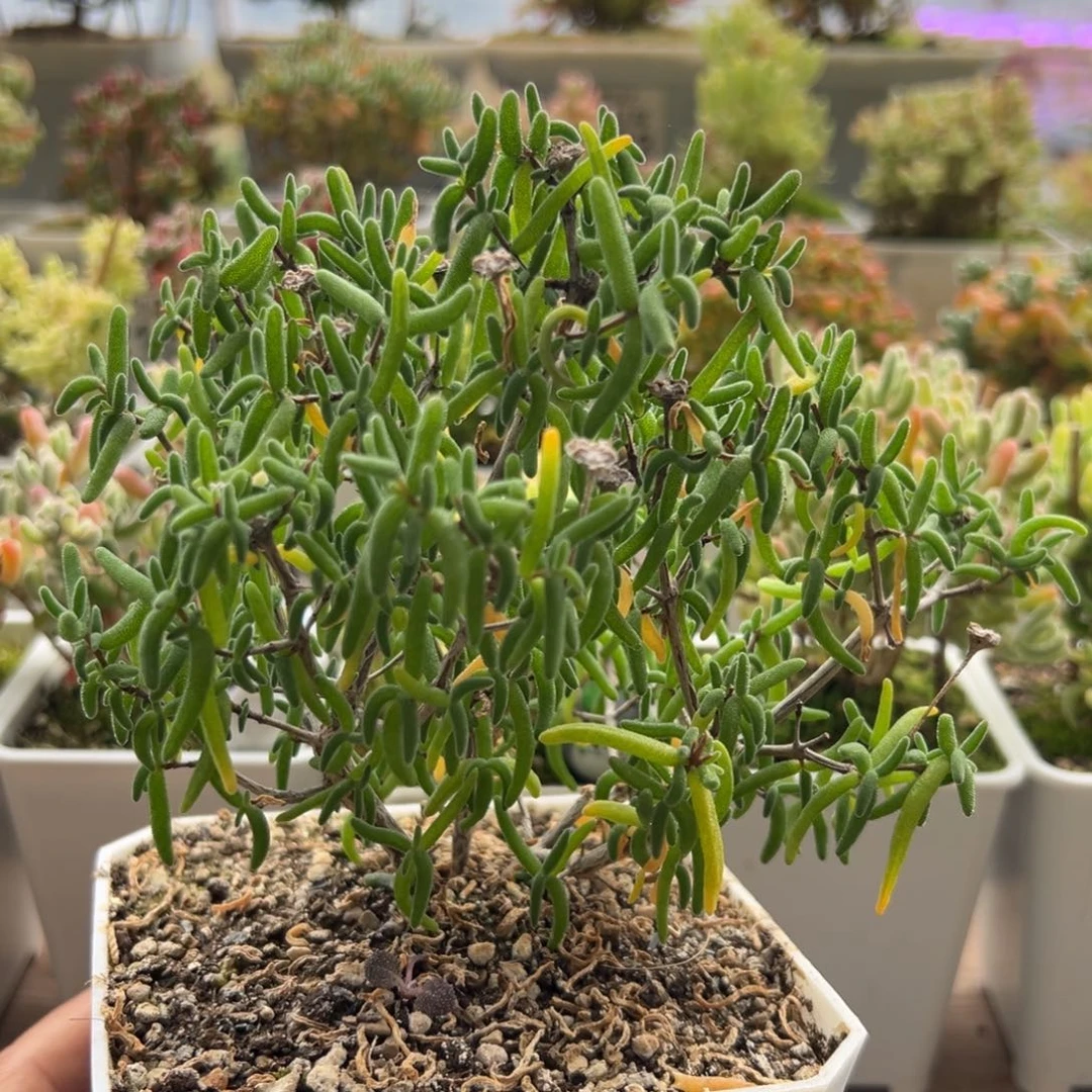 12-848彩虹卷大老桩3年十方盆