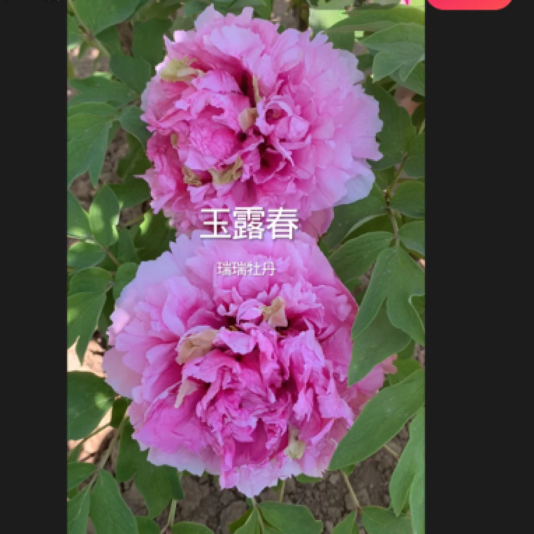 玉露春粉色牡丹大花重瓣观赏大苗树苗庭院盆栽地栽菏泽基地直发