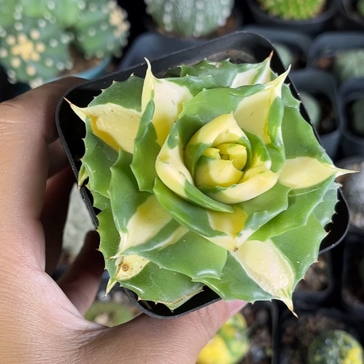 厚叶黄中斑一物一拍46