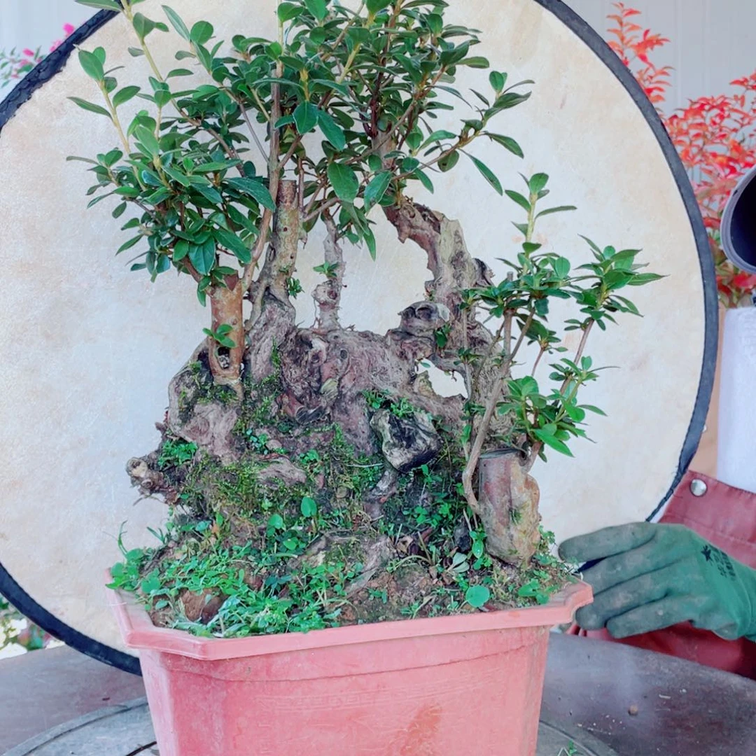 无花朵红花杜鹃红花杜鹃