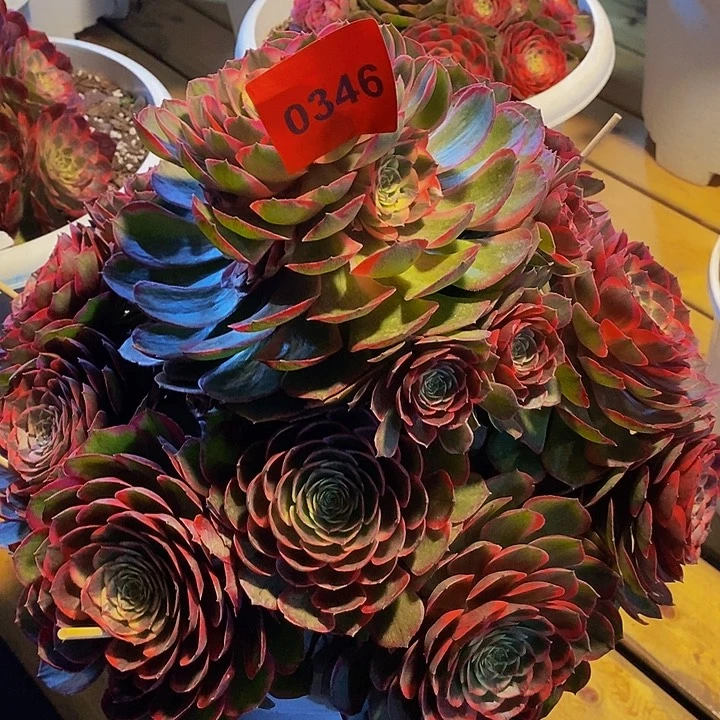 惠*子0346多肉植物粉花妖