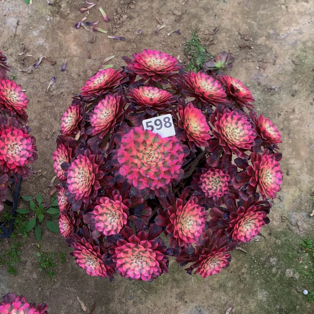 【闪购商品】好*爱辉煌598000000000000