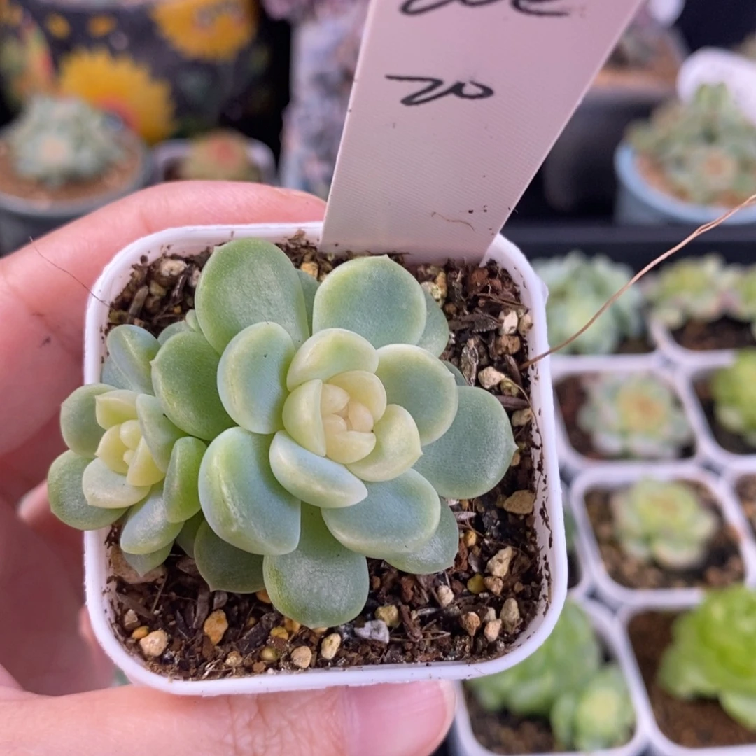 Z***cZO E一颗云间双头