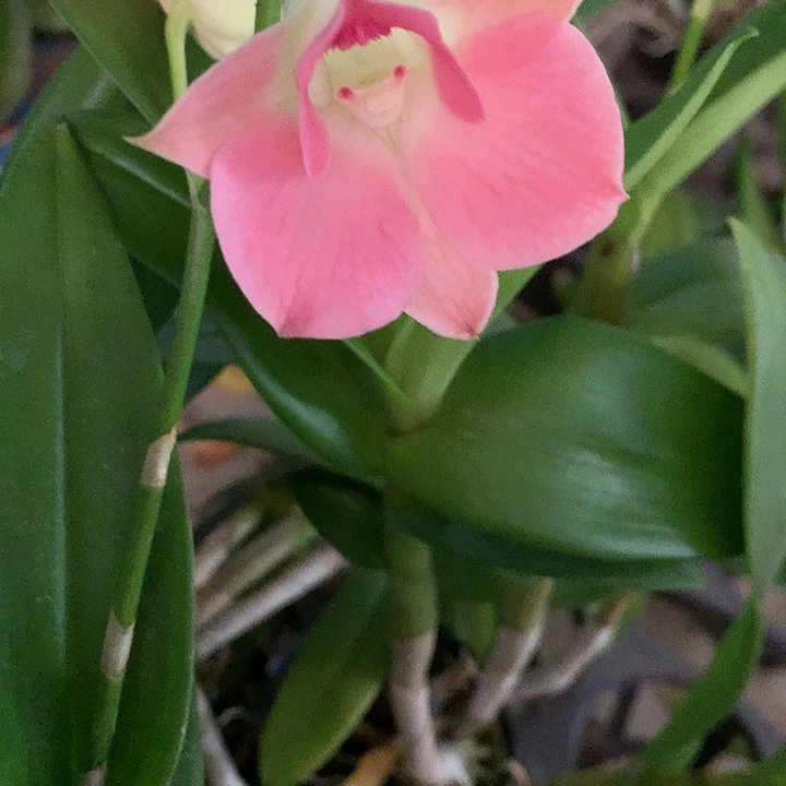 完全开放啵啵桃，大小4苗，带花芽或花剑，花叶不包损