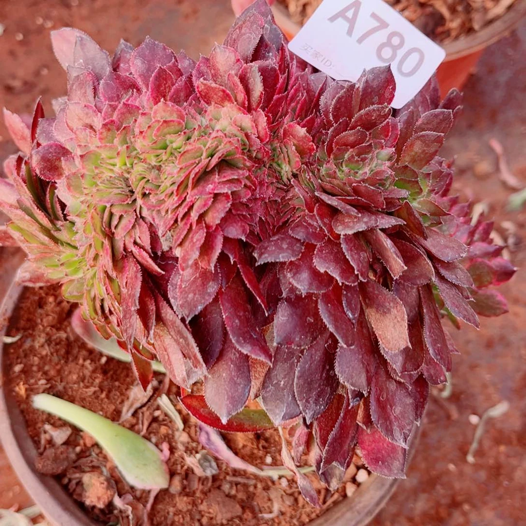 多肉植物780黑金刚