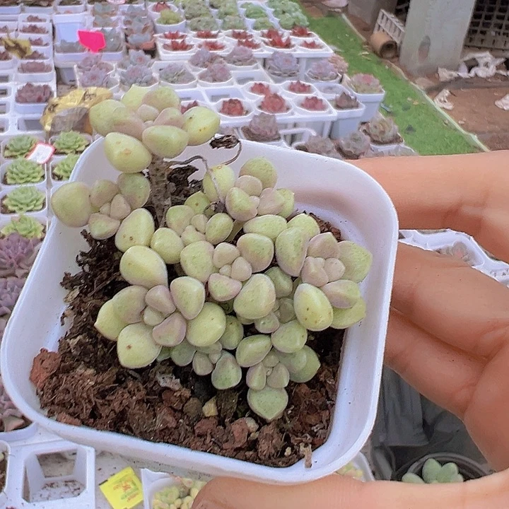 姬秋丽19包邮多肉植物