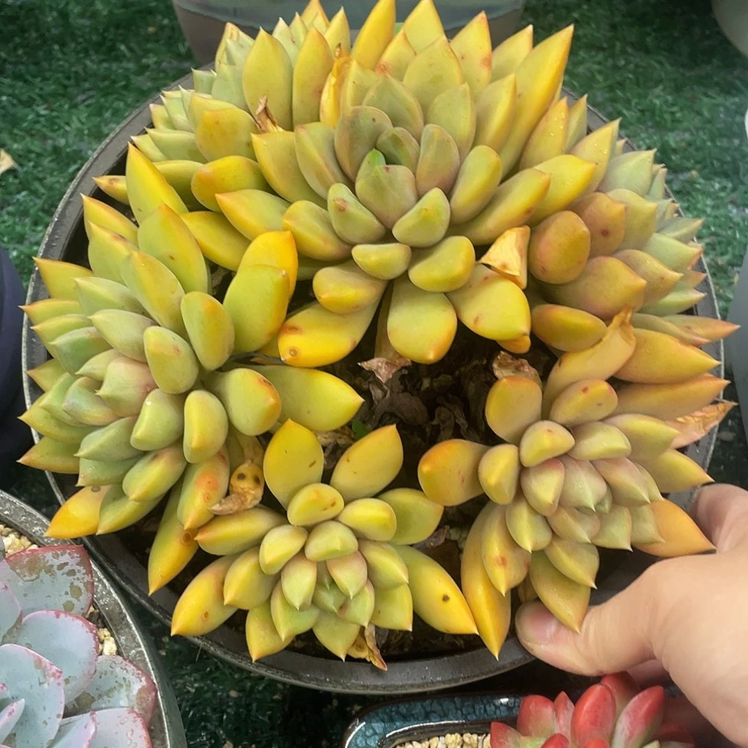 红象牙一物一拍28包邮非偏远