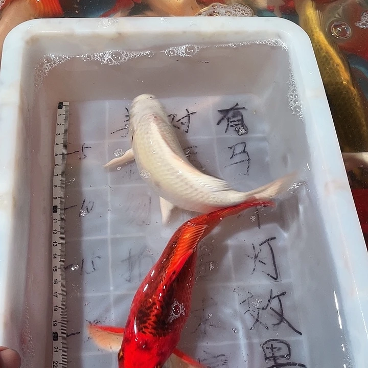 蝴蝶鲤鱼渔场直发62