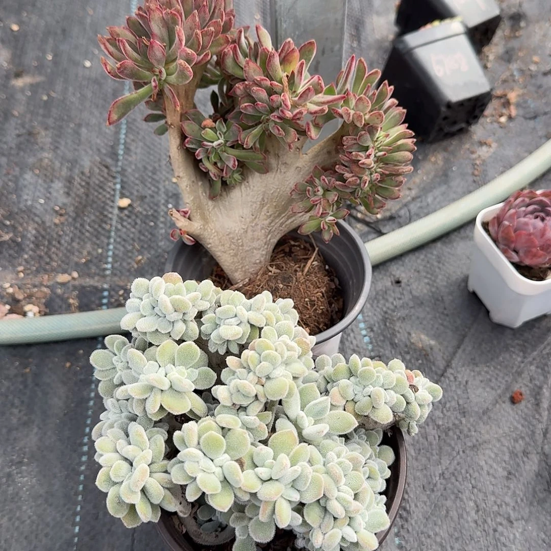 雪晃星➕景晃星多肉植物