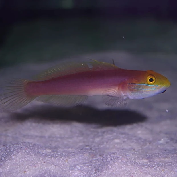 贝拉虾虎翻沙虾虎海水鱼观赏鱼海缸爱自然渔场