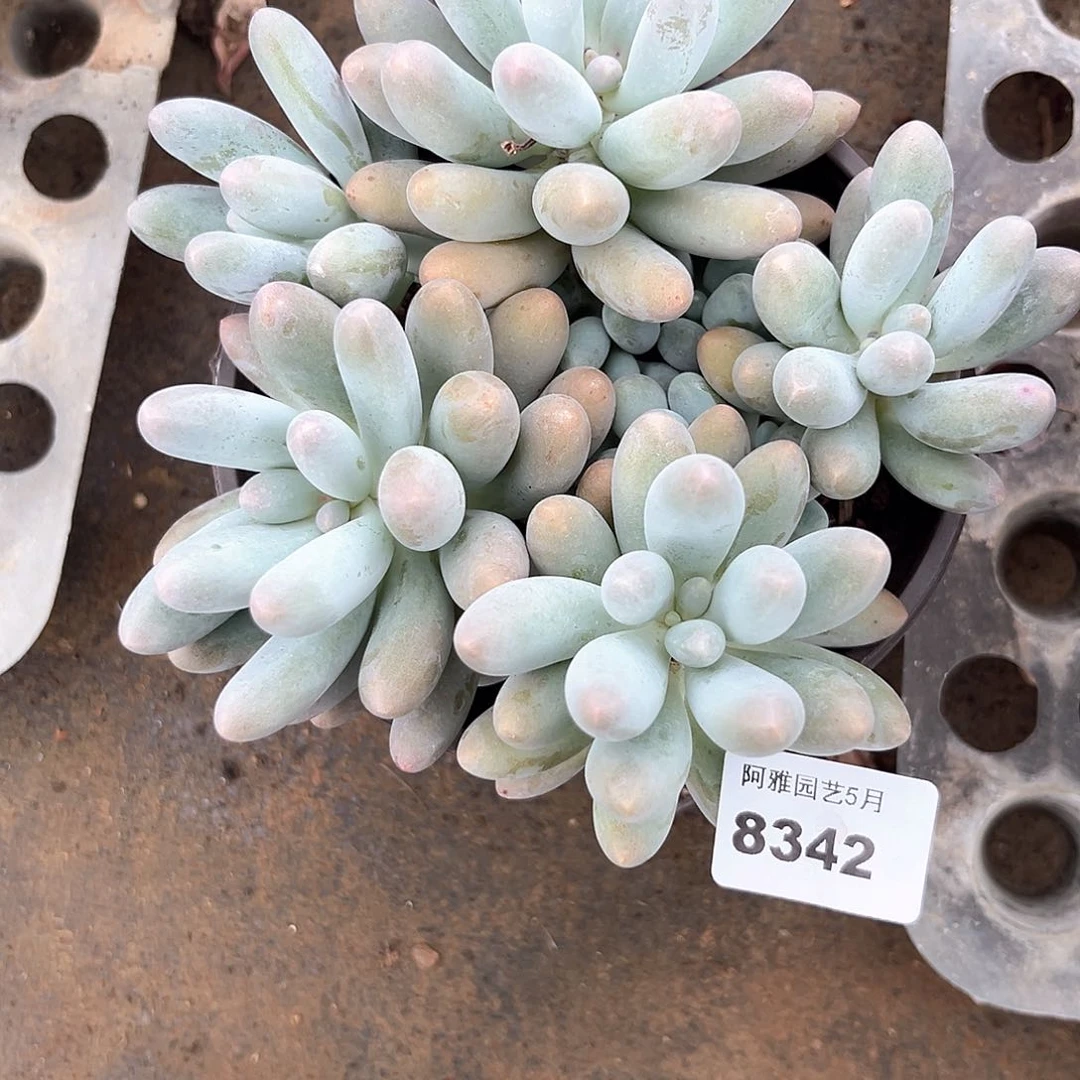 阿雅园艺。    8342