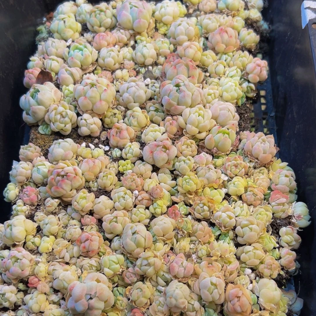 029的人都在用这个词了