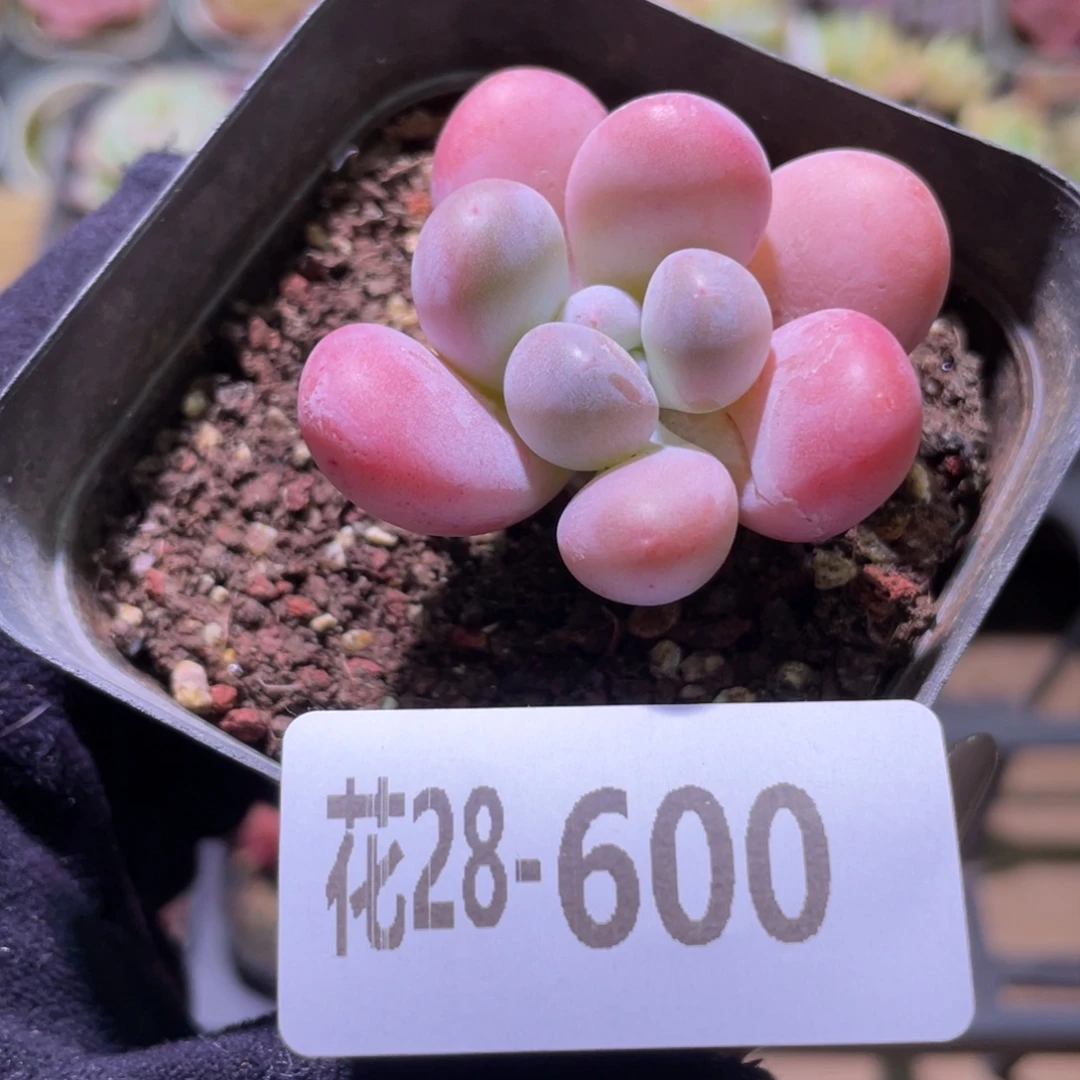 花利美28-600香水  微瑕