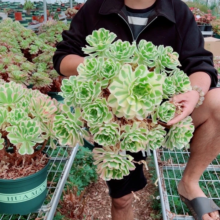 大颗白凤多肉法师