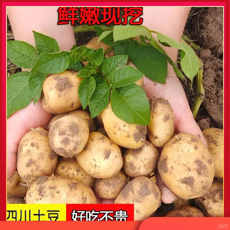 现挖农家四川黄皮黄心土豆今年新鲜洋芋马铃薯云南高山土豆自家