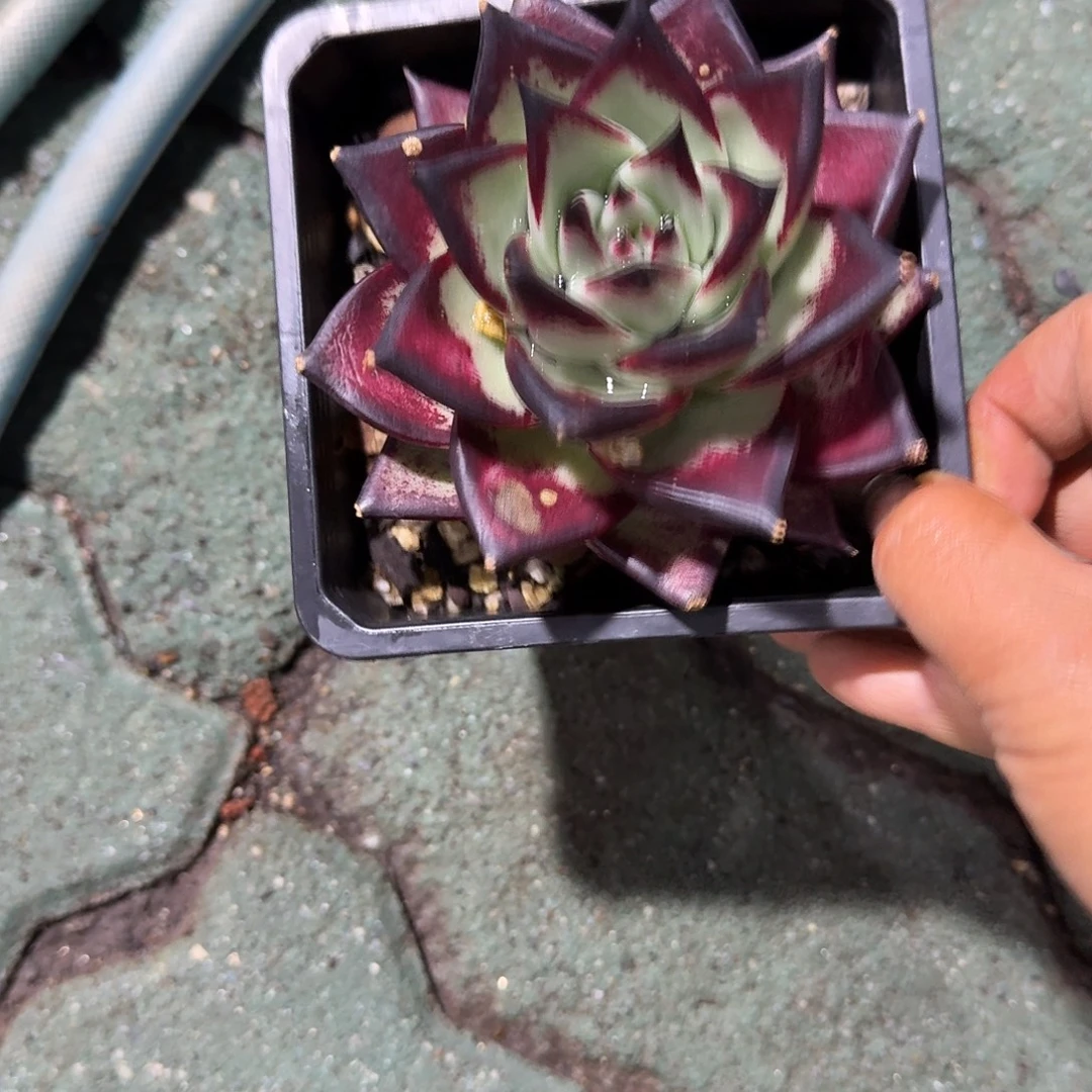 黑魔王特价多肉植物