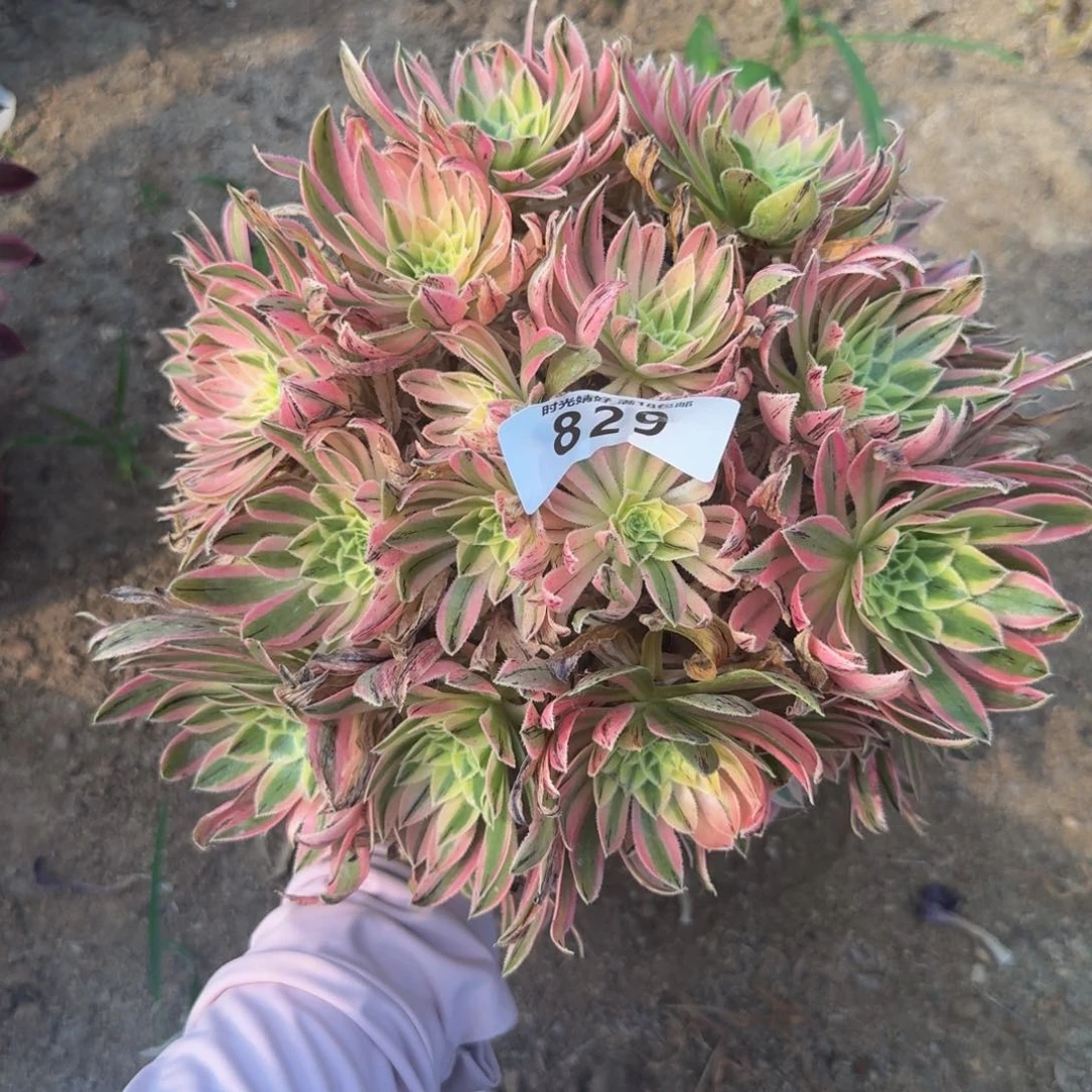 829夕颜。多肉植物