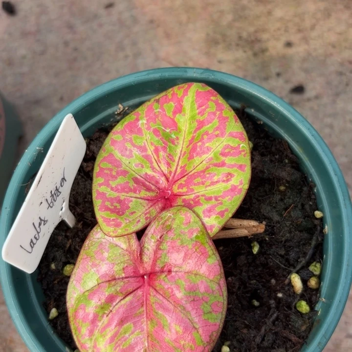 完全开放泰国彩叶芋