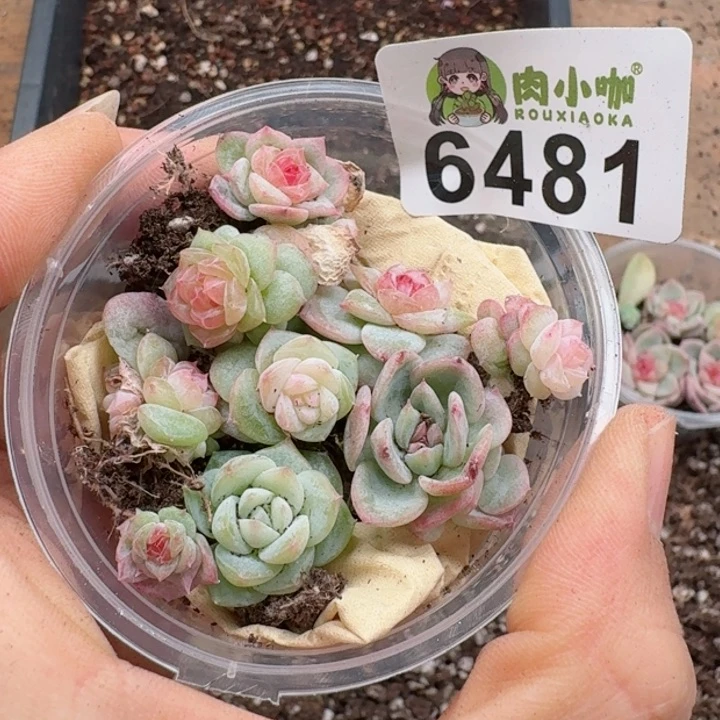 多肉植物多肉植物