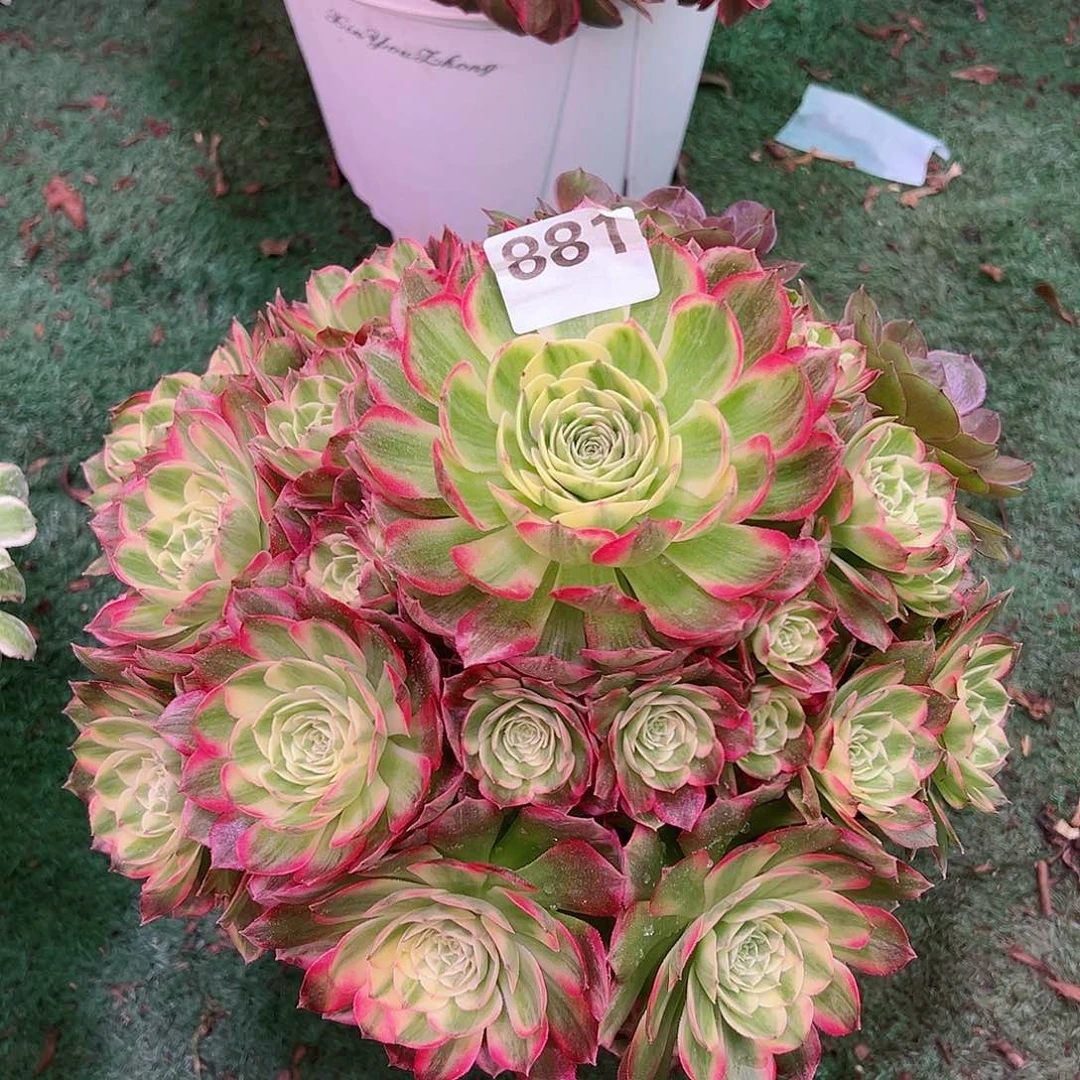 881海王法师多肉植物