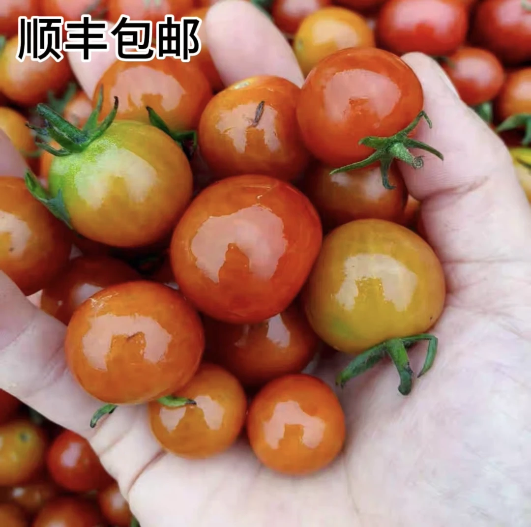 【顺丰包邮）贵州正宗酸汤毛果纯酸小西红柿农家小番茄新鲜现摘现发