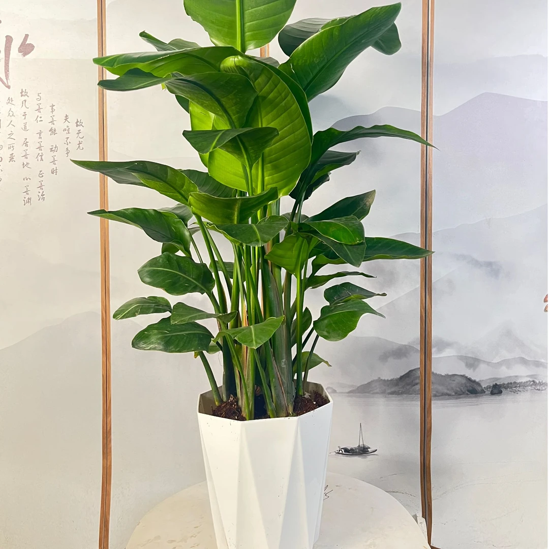 【一物一拍-荷花昆仑】1.1~1.3米3A级天堂鸟新春福利大放送好养耐活