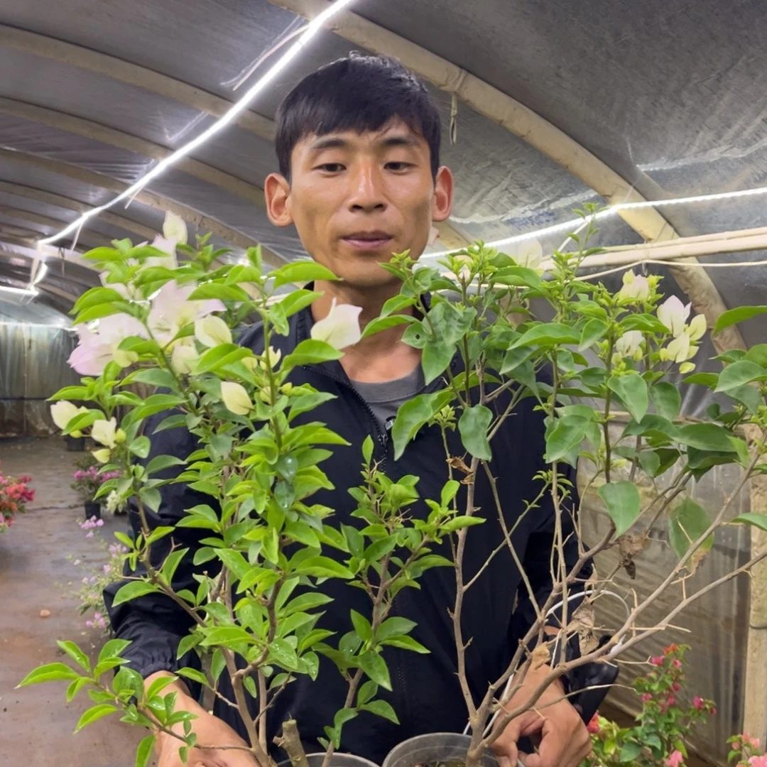 完全开放（一线红）三角梅会落花落叶会光杆苗有大有小