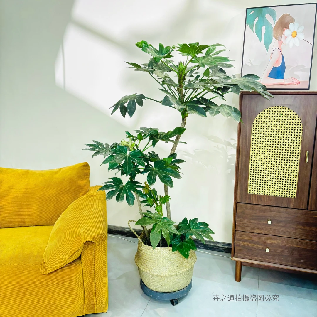 八角金盘网红绿植室内净化空气四季常绿