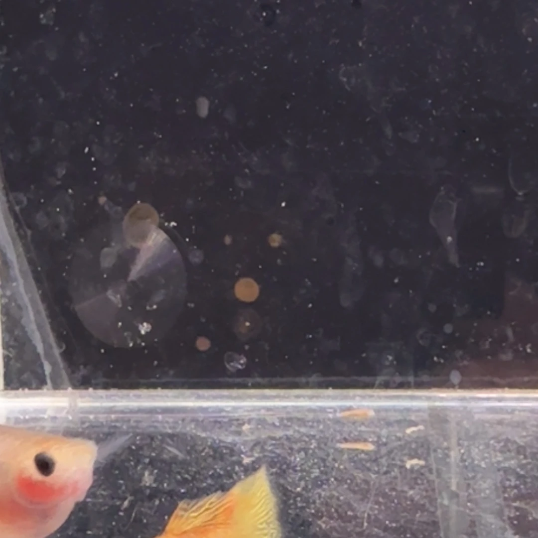 孔雀鱼黄金蕾丝玻璃猫1对