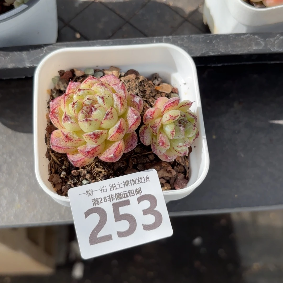 赤水晶无盆土发货