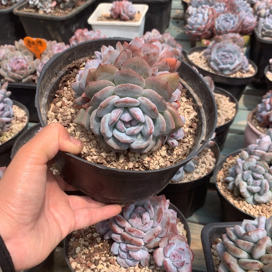 无花朵7头花花花花花花花花叠叶主头