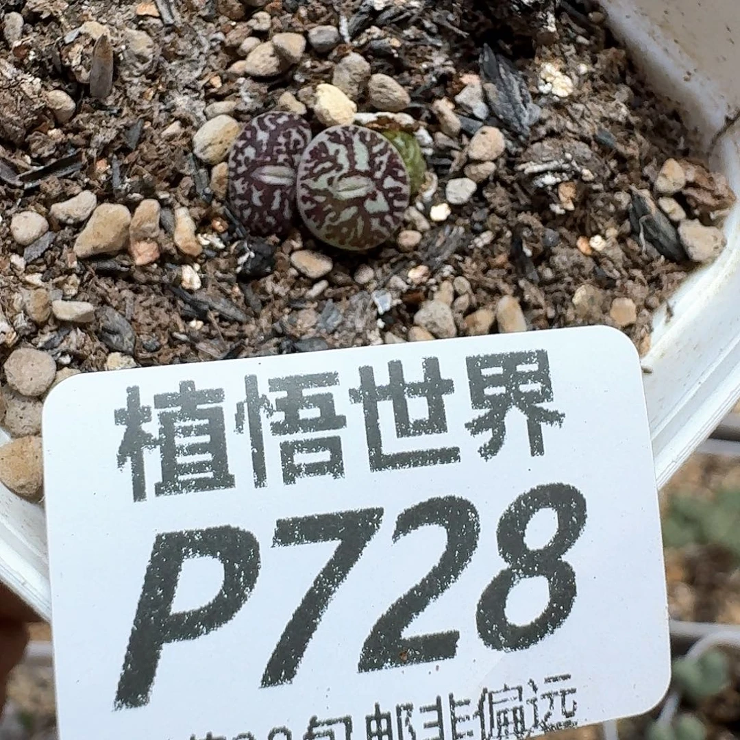 多肉植物的润泽的多