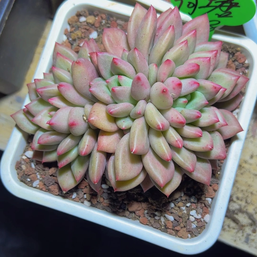 荷**色荷塘月色米其多寄养