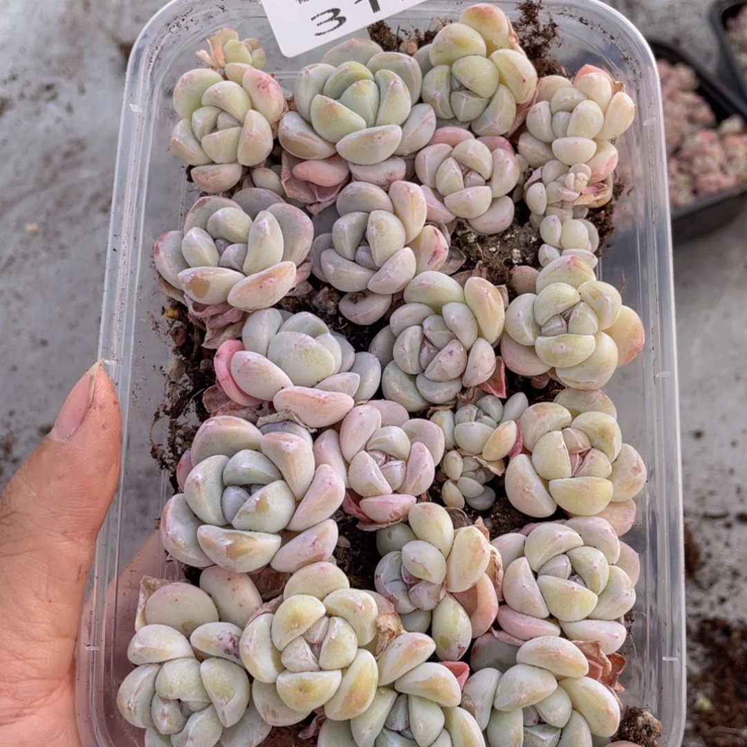 云糖心多肉植物315