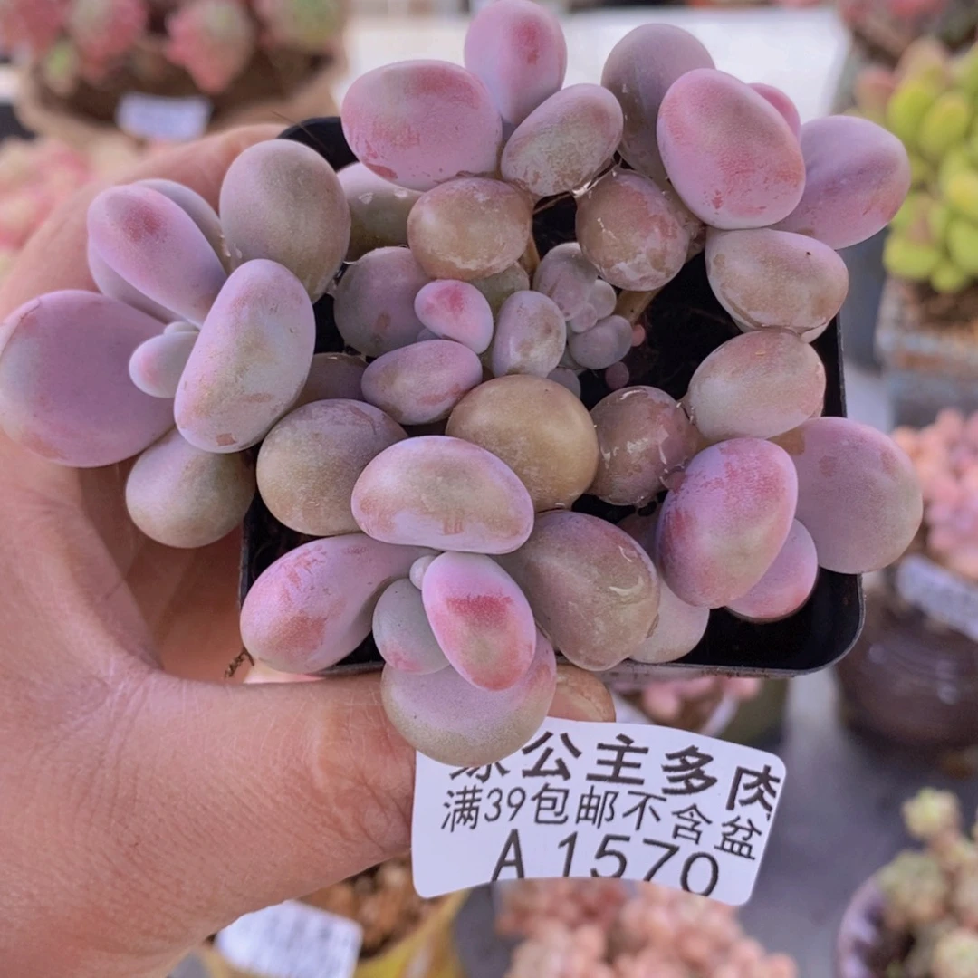 腰子桃蛋6cm1570多肉植物
