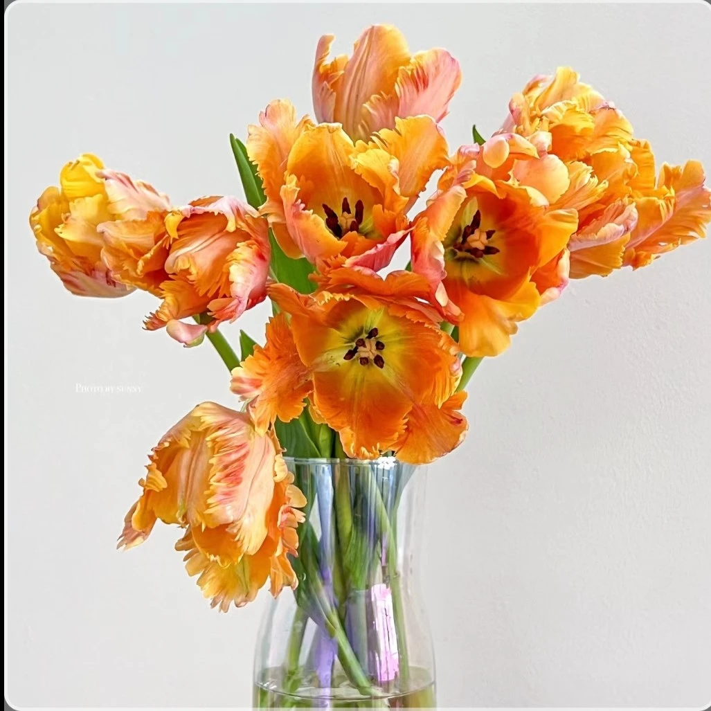 纯心果汁郁金香   居家办公优选《东北基地发货》