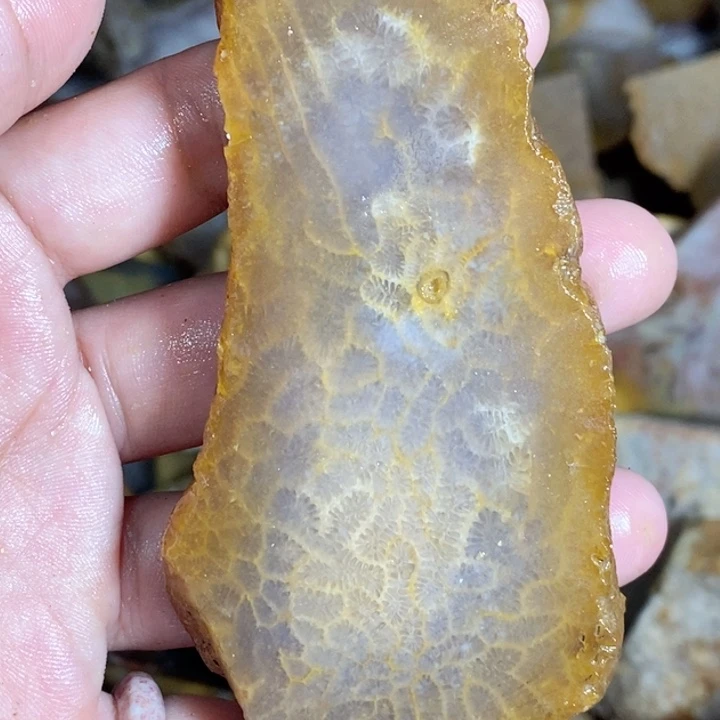 硅化玉未镶嵌颈饰